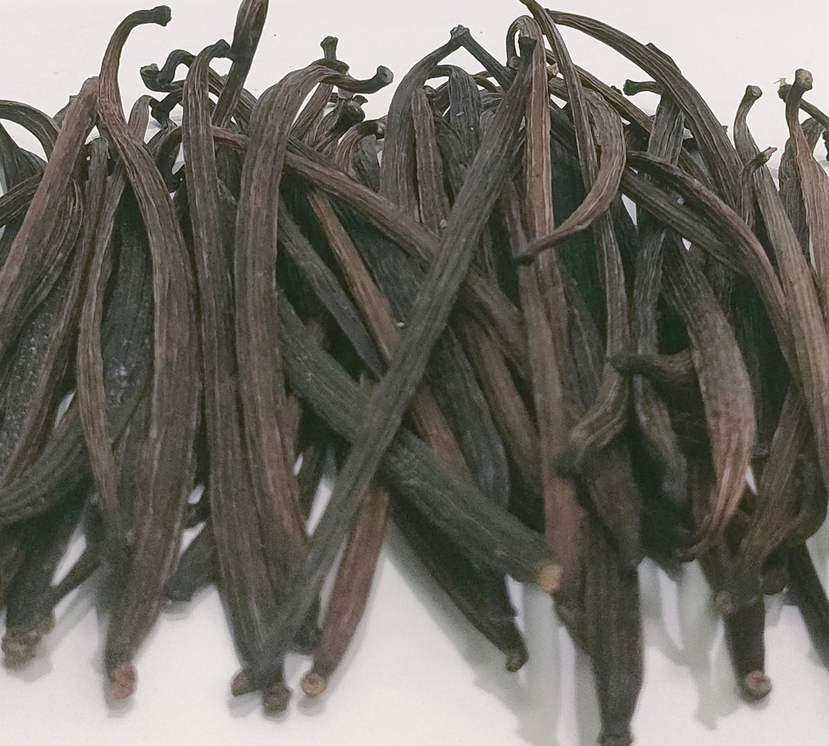 Vanilla Beans Buah 10GR Grade A Gourmet – Kualitas Terbaik dan Termurah Tanaman Vanili